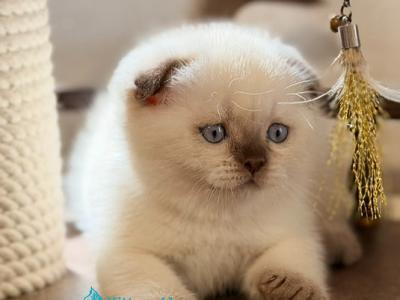 Tutsi - Scottish Fold - Gallery Photo #1