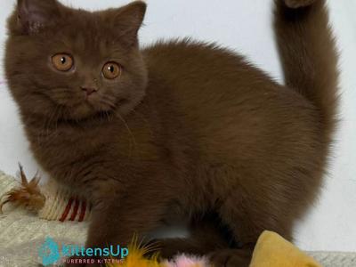 Kassi - British Shorthair - Gallery Photo #1