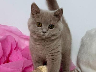 Kalinka - British Shorthair - Gallery Photo #1