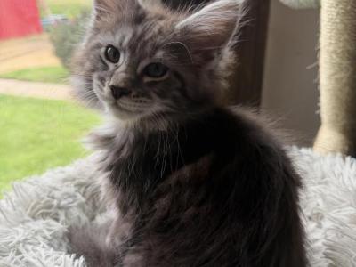 Thor - Maine Coon - Gallery Photo #1