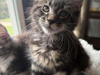 Tank - Maine Coon - Gallery Photo #1