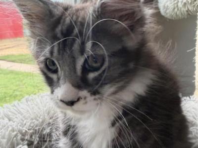 Apollo - Maine Coon - Gallery Photo #1