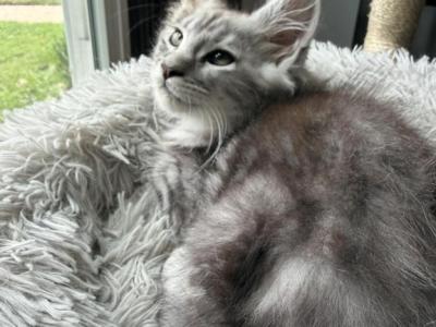 Sterling - Maine Coon - Gallery Photo #1
