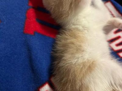 Turkish Angoras Mix Calico - Turkish Angora - Gallery Photo #1