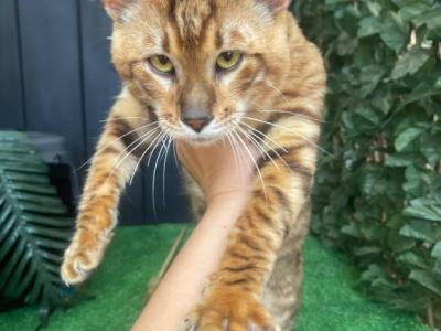 Njord - Toyger - Gallery Photo #1