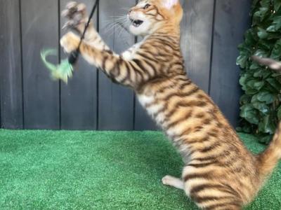 Wulfric - Toyger - Gallery Photo #1