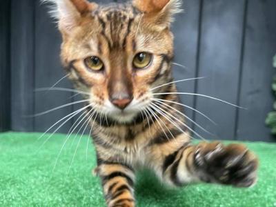 Ugo - Toyger - Gallery Photo #1