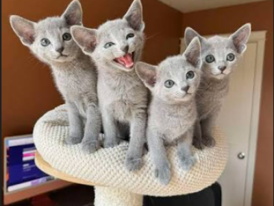 Russian Blue Kittens - Russian Blue - Gallery Photo #1