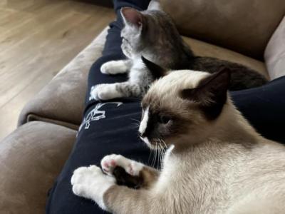 Katherine - Birman - Gallery Photo #1