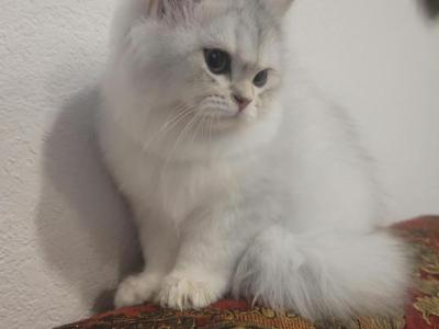 Marcy - American Longhair - Gallery Photo #1