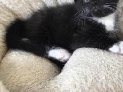 Tuxedo Kittens - Domestic - Gallery Photo #1