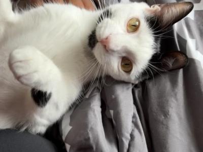 Miso - Domestic - Gallery Photo #1