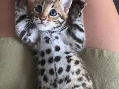 Cucu And Lulu - Bengal - Gallery Photo #1