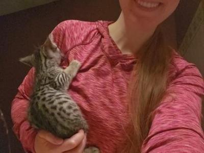 Bengal Kittens Silver And Smoke - Bengal - Gallery Photo #1