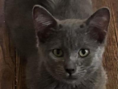 Gidget - Domestic - Gallery Photo #1