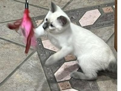 SIAMESE GIRL MANX JUNE 26 - Siamese - Gallery Photo #1