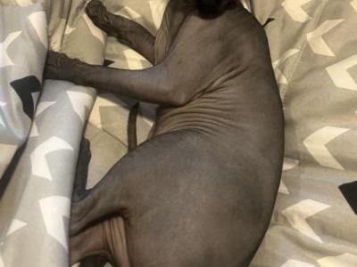 Pepper - Sphynx - Gallery Photo #1