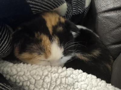 Marsha - Scottish Fold - Gallery Photo #1