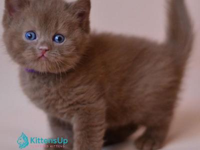 Joker - British Shorthair - Gallery Photo #1