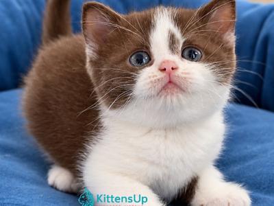 Semi - British Shorthair - Gallery Photo #1