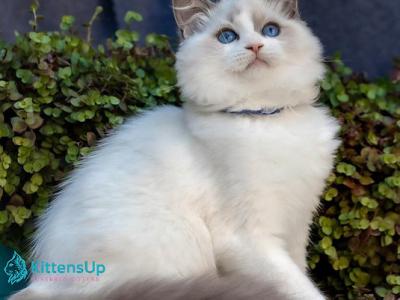 Morris - Ragdoll - Gallery Photo #1