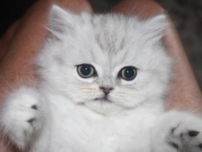 Oliver Shaded Silver Male Persian - Persian - Gallery Photo #1
