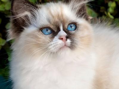 Plusha - Ragdoll - Gallery Photo #1