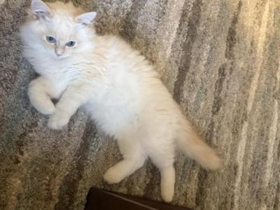 Ragdol - Ragdoll - Gallery Photo #1