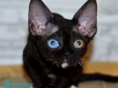 Cooper - Devon Rex - Gallery Photo #1