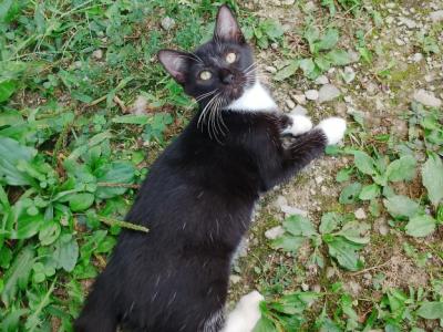Tuxedo Kitten - Domestic - Gallery Photo #1