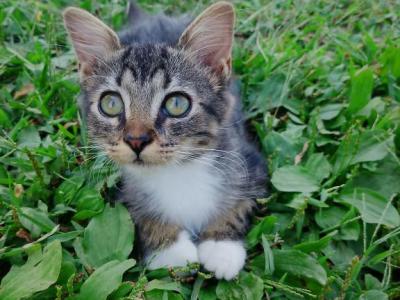 Tabby Kittens - Domestic - Gallery Photo #1