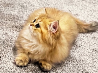 Tom - British Shorthair - Gallery Photo #1
