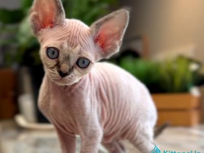 Sugar - Devon Rex - Gallery Photo #1
