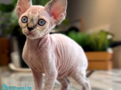 Sugar - Devon Rex - Gallery Photo #1