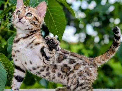 Zuri - Bengal - Gallery Photo #1