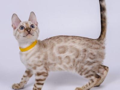 Walter - Bengal - Gallery Photo #1