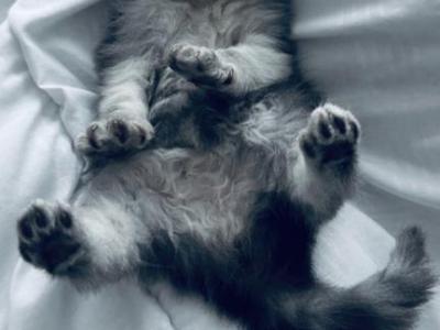 Our First Litter - Persian - Gallery Photo #1