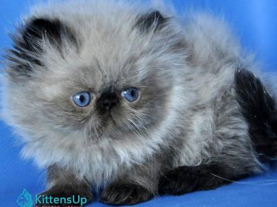 Pupa - Persian - Gallery Photo #1