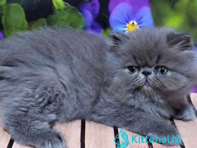Saveliy - Persian - Gallery Photo #1