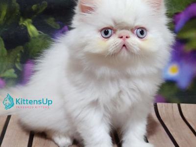 Sultan - Persian - Gallery Photo #1