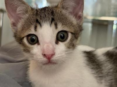 Zachery - American Shorthair - Gallery Photo #1