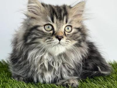 Male Tabby Short Leg Persian Kitten - Minuet - Gallery Photo #1