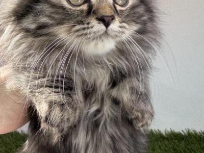 Male Tabby Short Leg Persian Kitten - Minuet - Gallery Photo #1