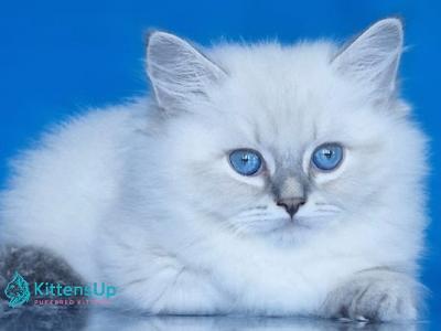 Filya - Siberian - Gallery Photo #1