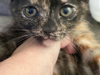 Winifred - American Shorthair - Gallery Photo #1
