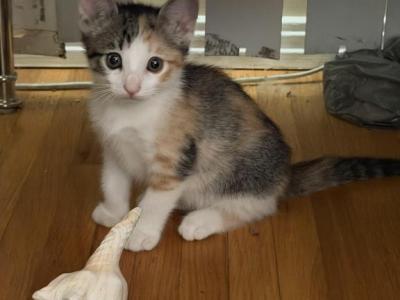 Sarah Sanders - American Shorthair - Gallery Photo #1
