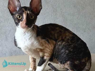 Paloma - Cornish Rex - Gallery Photo #1
