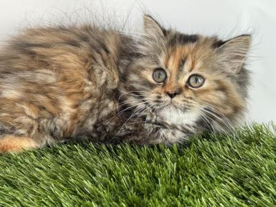 Persian Kittens - Persian - Gallery Photo #1