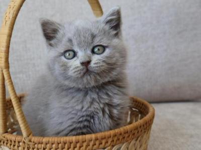 British Shorthair Lilac Girl - British Shorthair - Gallery Photo #1