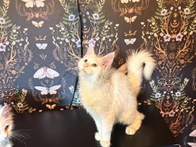 Titan - Maine Coon - Gallery Photo #1
